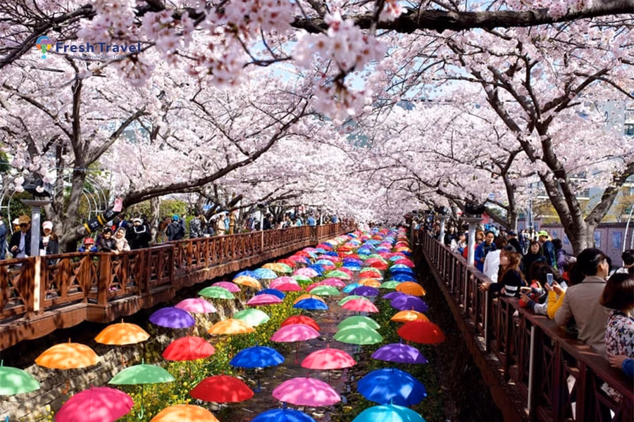 Tour HÀN QUỐC TRẢI NGHIỆM XỨ SỞ KIM CHI | SEOUL – JEONJU