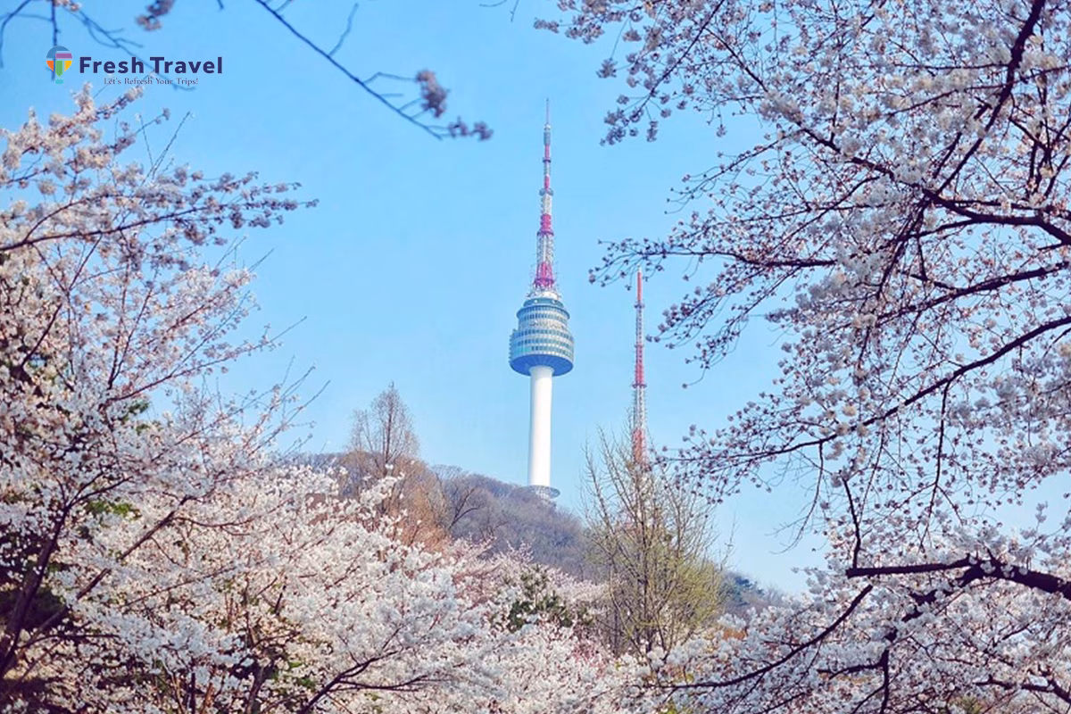 HÀN QUỐC MÙA HOA ANH ĐÀO 4N4Đ | SEOUL – NAMI - EVERLAND - CÔNG VIÊN YEOUIDO