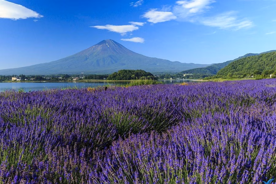 Tour CUNG ĐƯỜNG VÀNG NHẬT BẢN |  OSAKA – KOBE - KYOTO - TOKYO | THÁNG 6-7