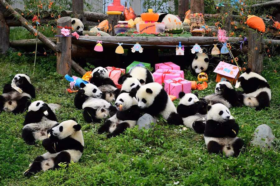 Tour Khám Phá Trung Quốc  | THÀNH ĐÔ - CỬU TRẠI CÂU – LẠC SƠN