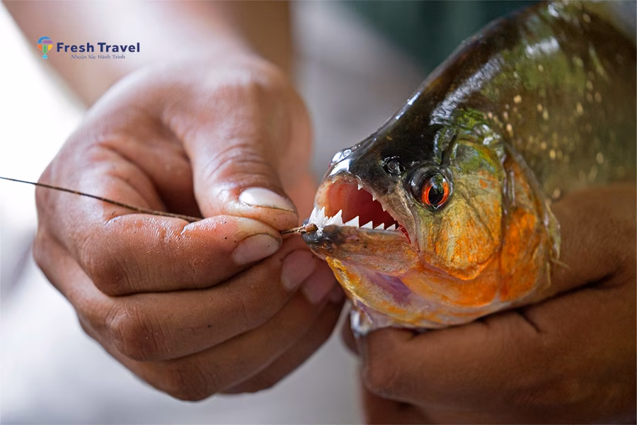 Tour KHÁM PHÁ BRAZIL-ARGENTINA